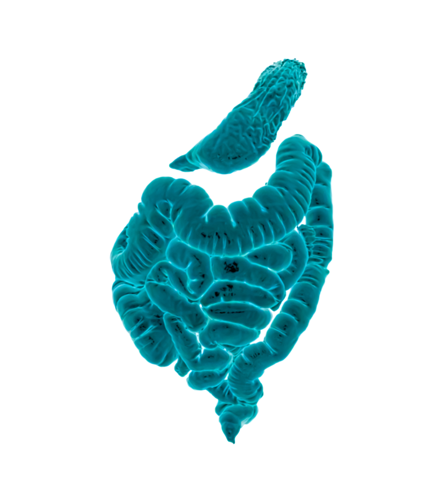 Intestine