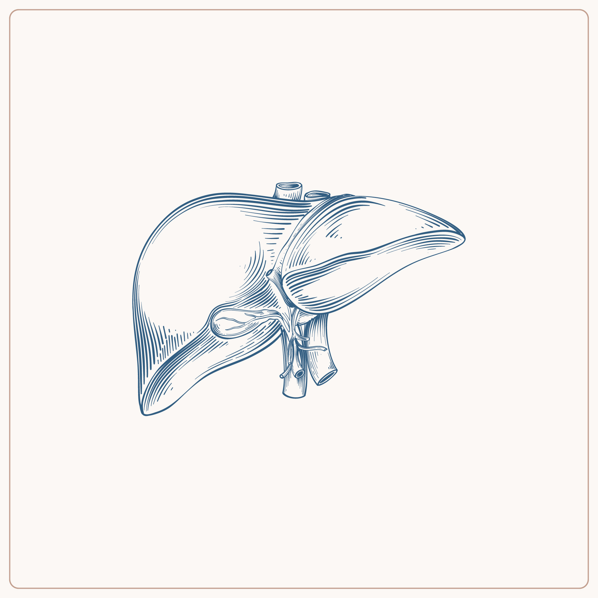 Liver