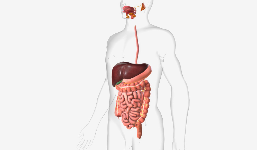 Digestive